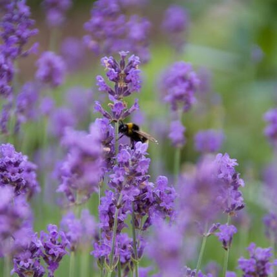 Lavandula angustifolia Munstead - 24 plantes - 10-25 cm - Ø9 cm - Fleurs dun violet profond - Flair méditerranéen - Lavande dentretien facile, résistante à lhiver