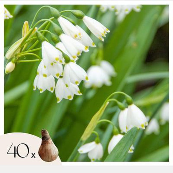 Leucojum Aestivum - Bulbes x40 - Nivéole dÉté - Bulbes à Fleurs
