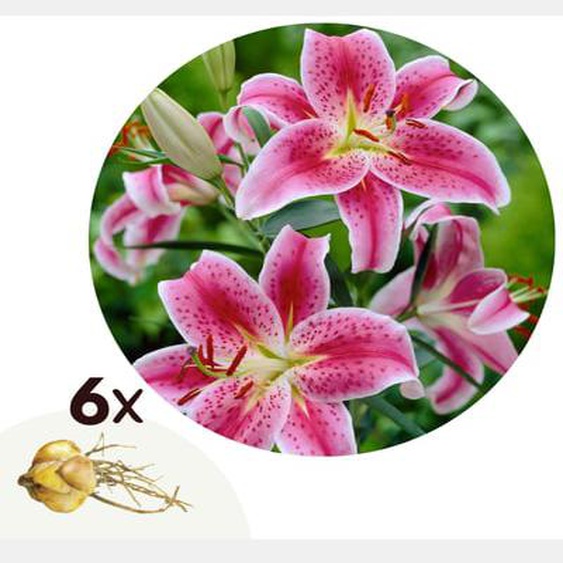 Lilium orientalis Stargazer - Lot de 6 - Lys - Tubercules de fleurs - Violet