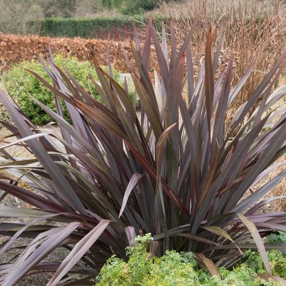 Lin de Nouvelle-Zélande - Phormium tenax Purpureum | 60-80 cm en pot