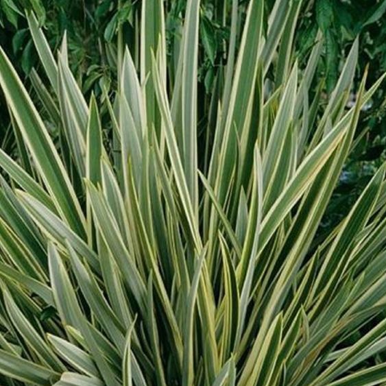 Lin de Nouvelle-Zélande - Phormium tenax Variegatum | 60-80 cm en pot