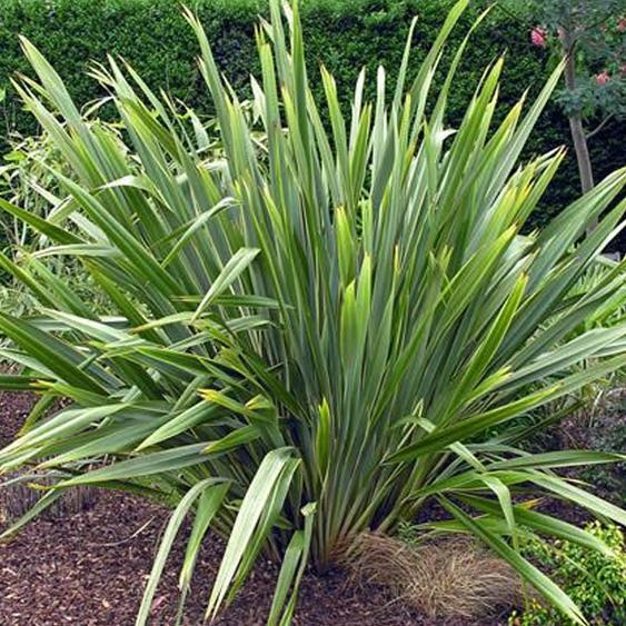 Lin de Nouvelle-Zélande Purpureum - Phormium tenax | 60-80 cm en pot