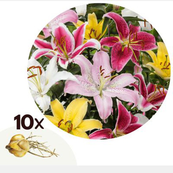 Lys - Set de 10 - Lilium orientalis - Rhizomes