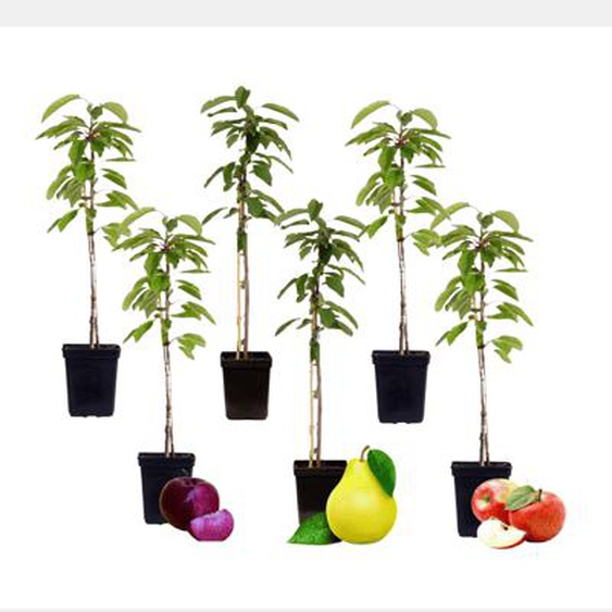 Colonnes de fruits - Set de 6 - Pomme, poire - Hauteur 60-70cm - ¿9cm