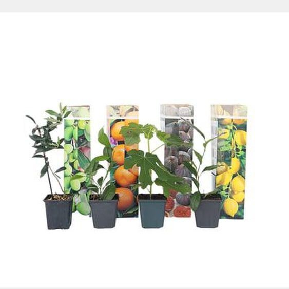 Mélange darbres fruitiers - Set de 8 - Hauteur 25-40cm - ¿9cm