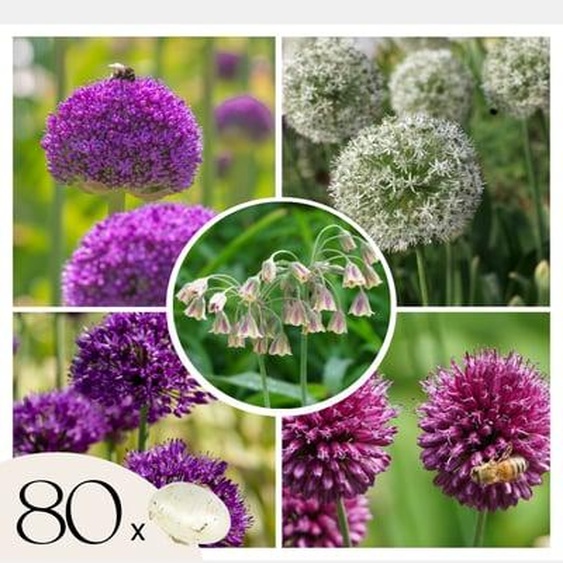 Mélange de bulbes Ail - Set de 80 - Allium - Bulbes à fleurs