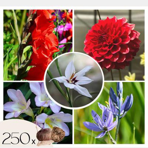 Mélange de bulbes des Pays-Bas - Set de 250 - Gladiolus, Dahlia, Freesia