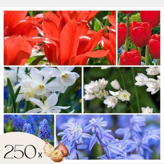 Mélange de bulbes des Pays-Bas - Set de 250