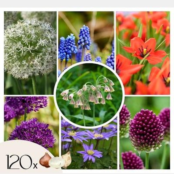 Mélange de bulbes pour abeilles et papil - Set de 120 - Bulbes à fleurs