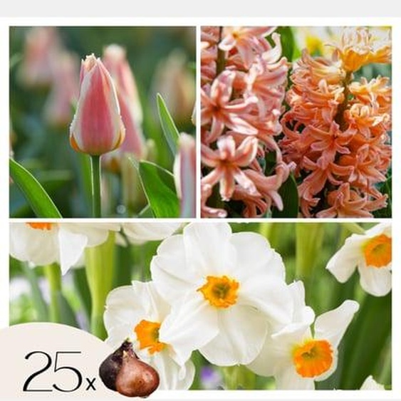 Mélange de bulbes pour le jardin - 25 pcs - Narcissus, Tulipa, Hyacinthus