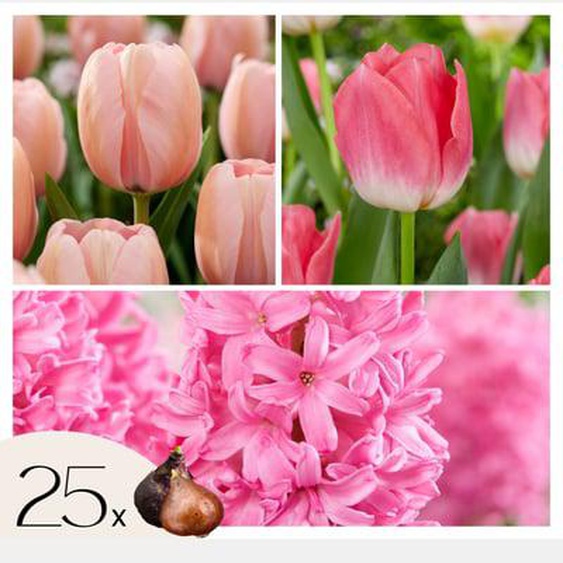 Mélange de bulbes pour le jardin - Set de 25 - Tulipa, Hyacinthus