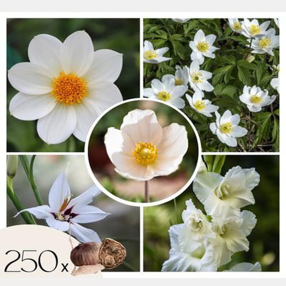 Mélange de bulbes pour le jardin - Set de 250 - Anemone Allium Gladiolus Dahlia