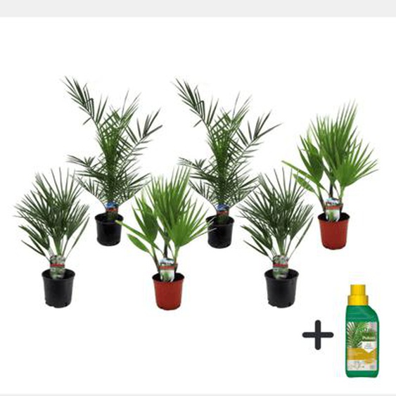 Mélange de palmiers dextérieur - Set de 6 - Hauteur 50-70cm - ¿15cm