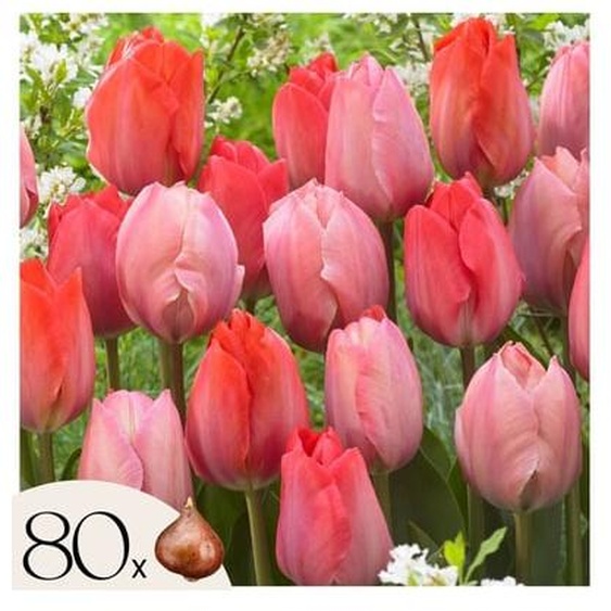 Mélange de Tulipes Roses et Rouges - Bulbes x80 - Bulbes à Fleurs