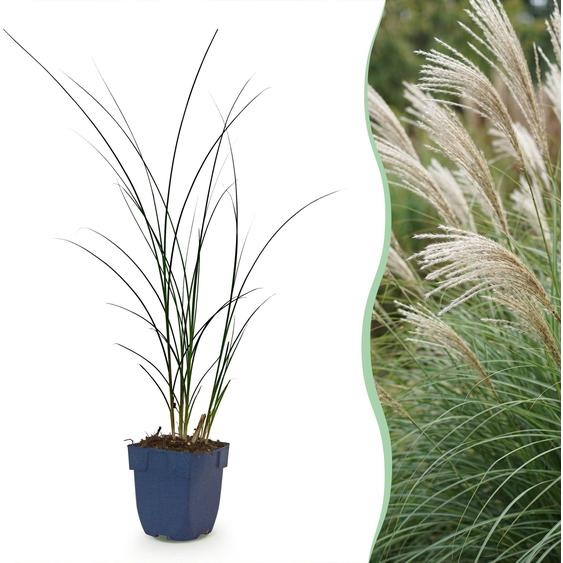 Miscanthus sin. Gracillimus - Herbe de Pampus - À panicules - Vert - 12 plants - 15-25cm - Ø11cm - Plante de jardin