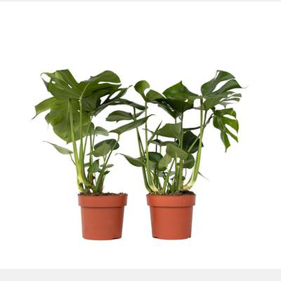 Plante à trous - Set de 2 - Monstera deliciosa - Hauteur 70-80cm - ¿21cm