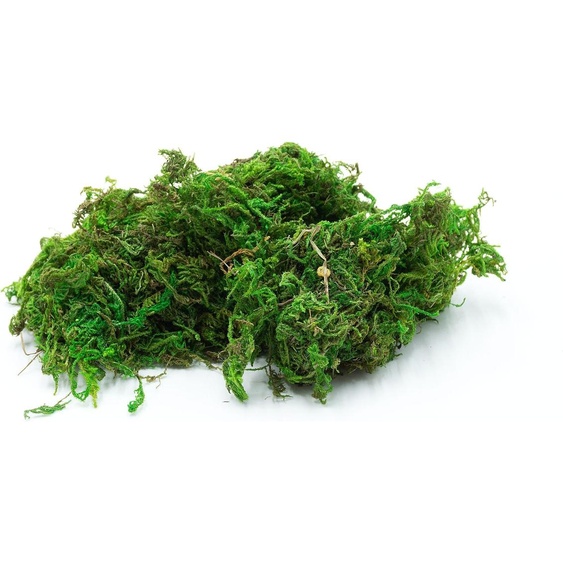 Mousse séchée pour terrarium, teinte naturelle, 50g