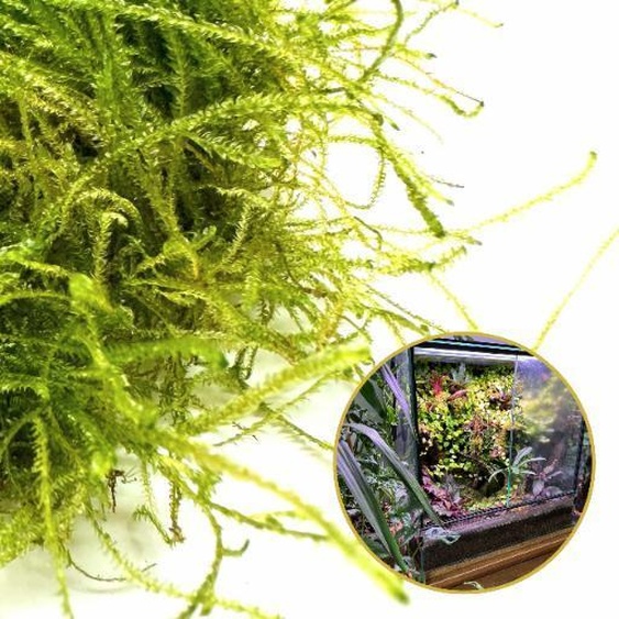 Mousse vivante in vitro Mousse vivante naturelle pour terrariums TAXIPHYLLUM Bogor Moos