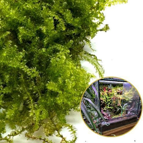 Mousse vivante in vitro Mousse vivante naturelle pour terrariums VESICULARIA Mousse de Noël