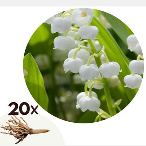 Muguet de mai - Set de 20 - Convallaria Majalis - Bulbes à fleurs - Blanc