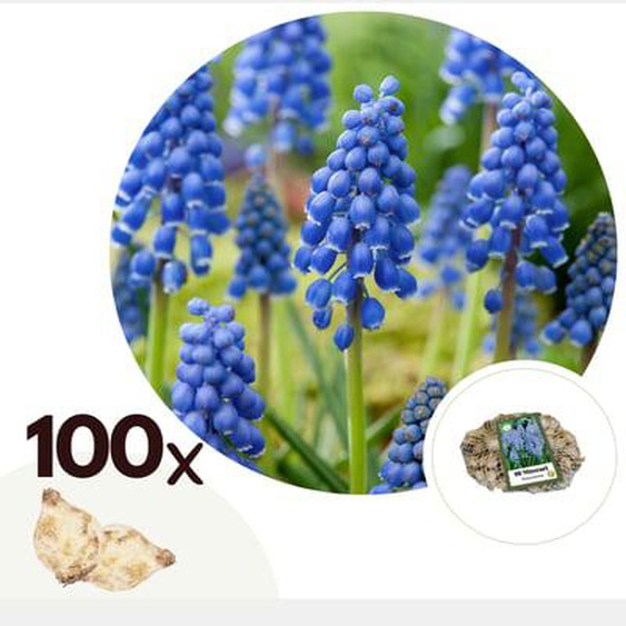 Muscari dArménie - Set de 100 - Muscari armeniacum - Bulbes à fleurs - Bleu