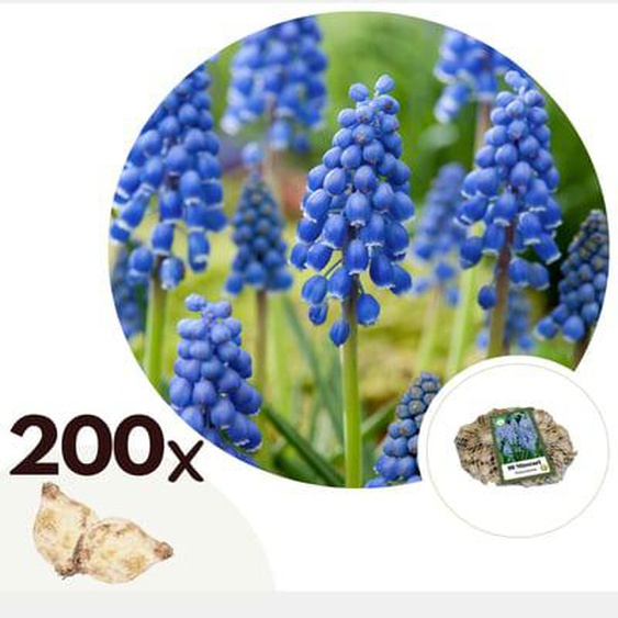 Muscari armeniacum - 200x Bulbes de jacinthes - Bulbes à fleurs