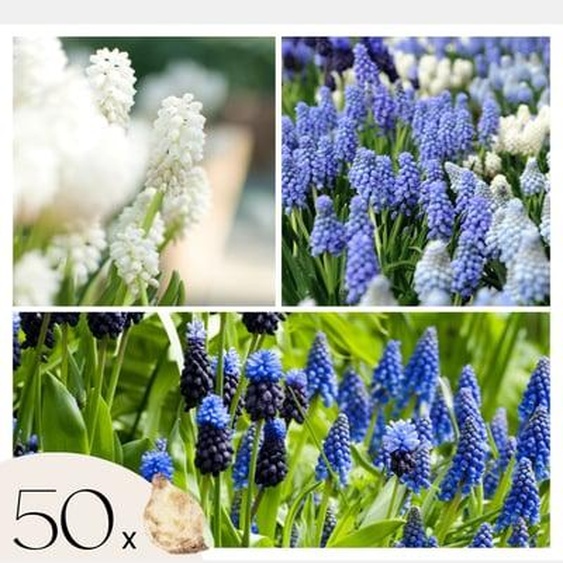 Muscari Magic Mix - Bulbes x50 - Jacinthes de Raisin - Mélange de Bulbes