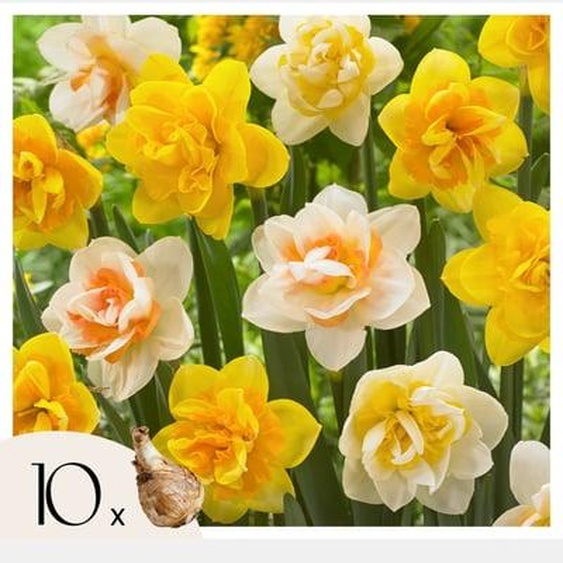 Narcisse - Set de 10 - Narcissus Double Mix - Bulbes à fleurs