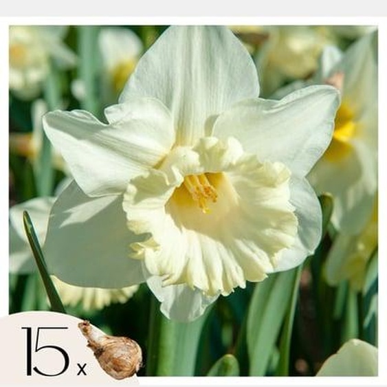 Narcisse - Set de 15 - Narcissus Mount Hood - Bulbes à fleurs - Jaune