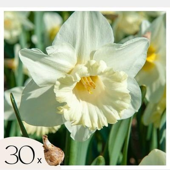 Narcissus Mount Hood x30 - Bulbes de Jonquille - Bulbes de fleurs vivaces