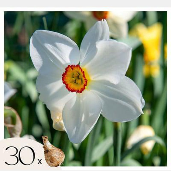 Narcissus Recurvus x30 - Bulbes de Jonquille - Bulbes de fleurs vivaces