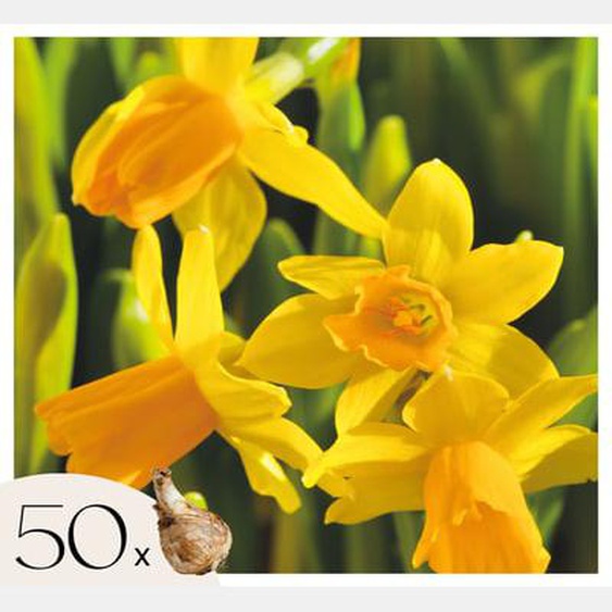 Narcissus Tête-à-Tête x50 - Bulbes de Jonquille - Bulbes de fleurs vivaces