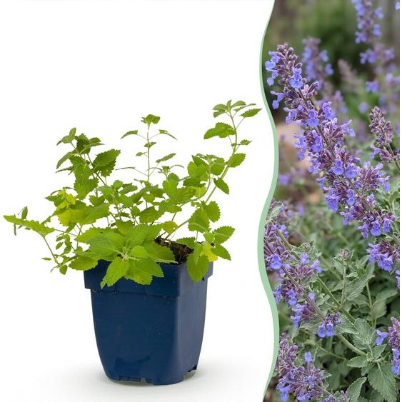 Nepeta faassenii « Six Hills Giant » - Herbe à chat - Plantes attirant les abeilles et les papillons - Violet - 12 plants - 15-25cm - Ø11cm - Plante de jardin