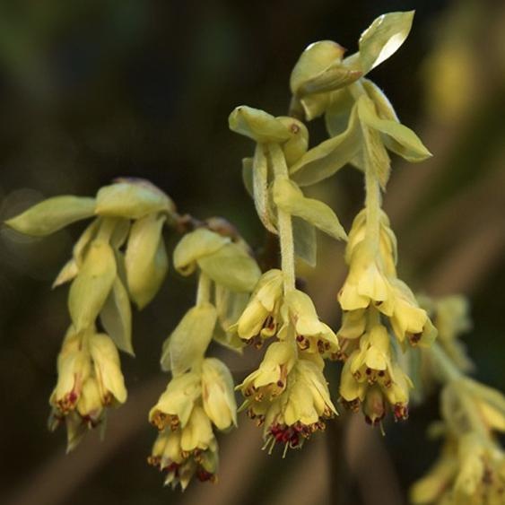 Corylopsis pauciflora (petit corylopsis) | 60-80 cm en pot