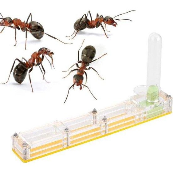 Nourriture pour terrarium à fourmis en acrylique - Jaune - Pour colonie de fourmis
