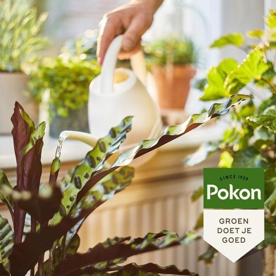 Nourriturepour plantes dintérieur 1000ml - Pokon