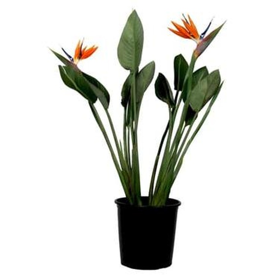 Oiseau de paradis - Strelitzia reginae - avec fleurs - Hauteur 70-100cm - Ø19cm