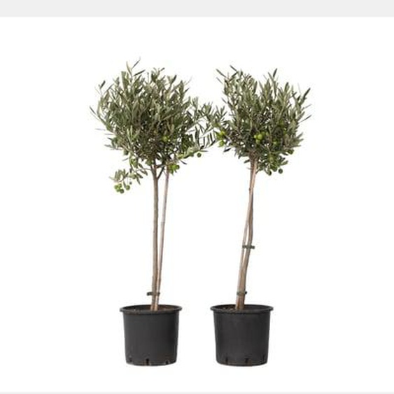 Olivier - Set de 2 - Olea europaea - Hauteur 80-90cm - ¿19cm