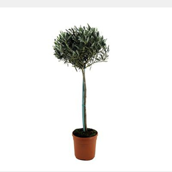 Olivier - Olea europaea - Hauteur 155-170cm - ¿27cm