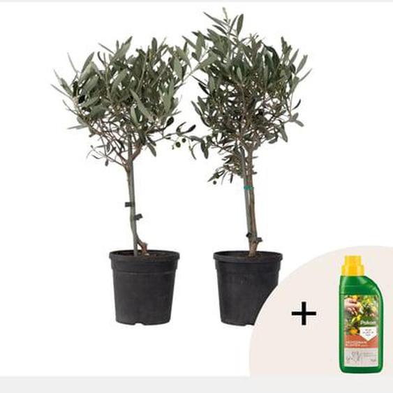Olivier - Set de 2 - Olea europaea - Hauteur 50-60cm - ¿14cm