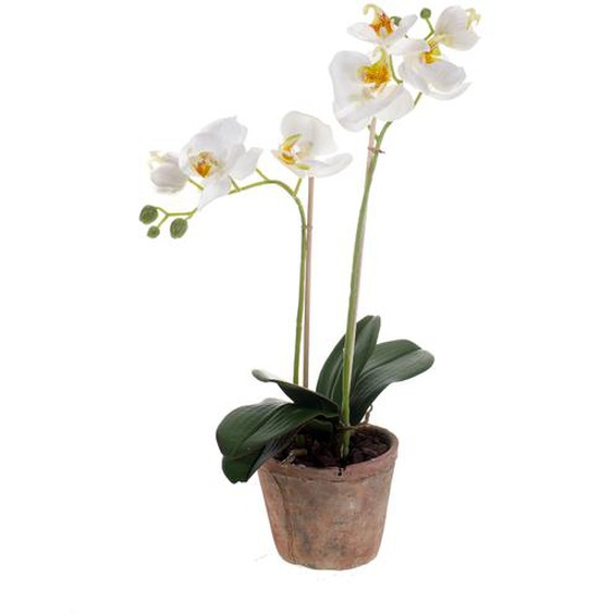 Orchidée Phalaenopsis Blanche en pot terracotta 56cm