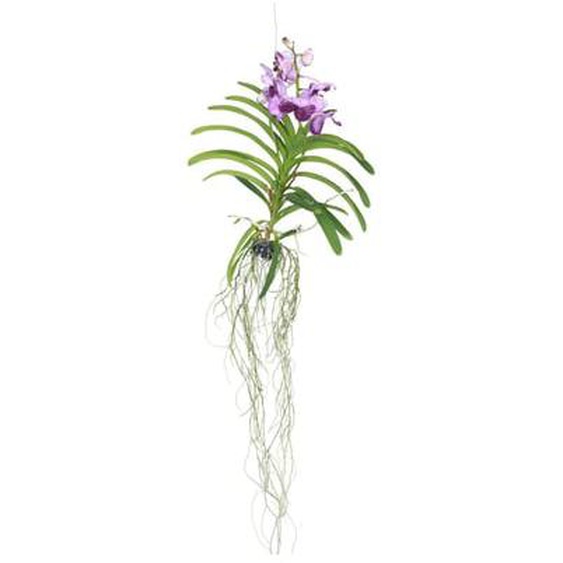 Orchidée - Vanda Lila - Hauteur 55-65cm