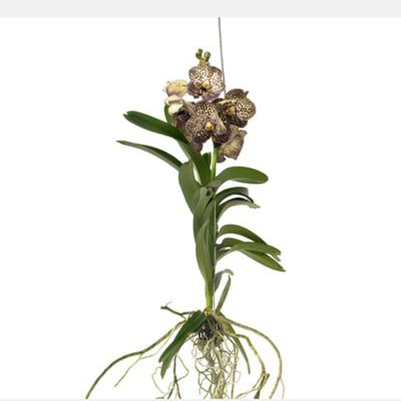 Orchidée - Vanda Ocelot Mocha - Hauteur 55-65cm