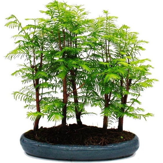 Bonsaï dextérieur Metasequoia glyptostroboides - grande forêt de 5 à 7 plants
