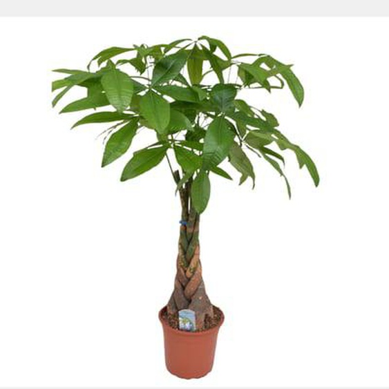 Pachira Aquatica - Larbre à monnaie - Pot 24cm - Hauteur 110-120cm