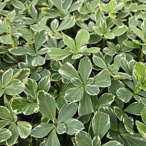 Pachysandra terminalis Variegata - 24 Plantes - 10-25 cm - Ø9 cm - Couvre-sol persistant - Résistant en hiver - Jardin dombre - Feuillage coloré