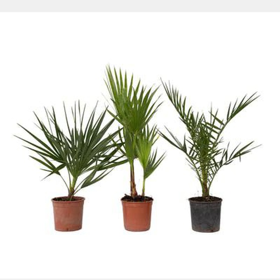 Mélange de palmiers dextérieur - Set de 6 - Hauteur 50-70cm - ¿15cm