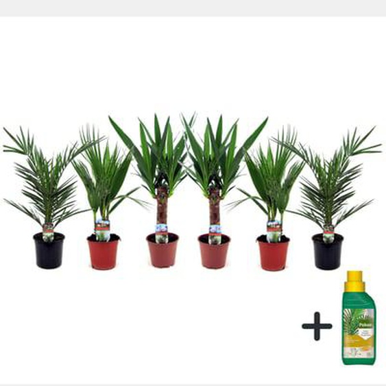 Palmiers dintérieur - Mélange de 6 - Pokon - Pot 14cm - Hauteur 50-70cm