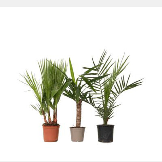 Mélange de Palmiers dintérieur - Set de 6 - Indoor Palmmix - H50-70cm - ¿14cm