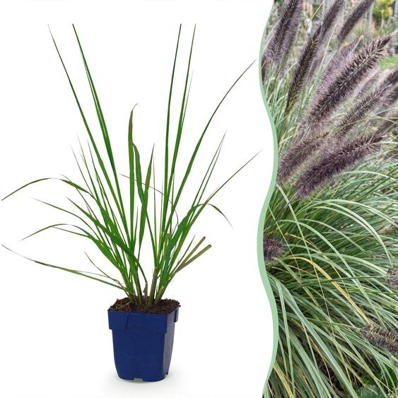 Pennisetum alop. Black Beauty - Herbe à lampes - À panicule - Verte - 12 plants - 15-25cm - Ø11cm - Plante de jardin